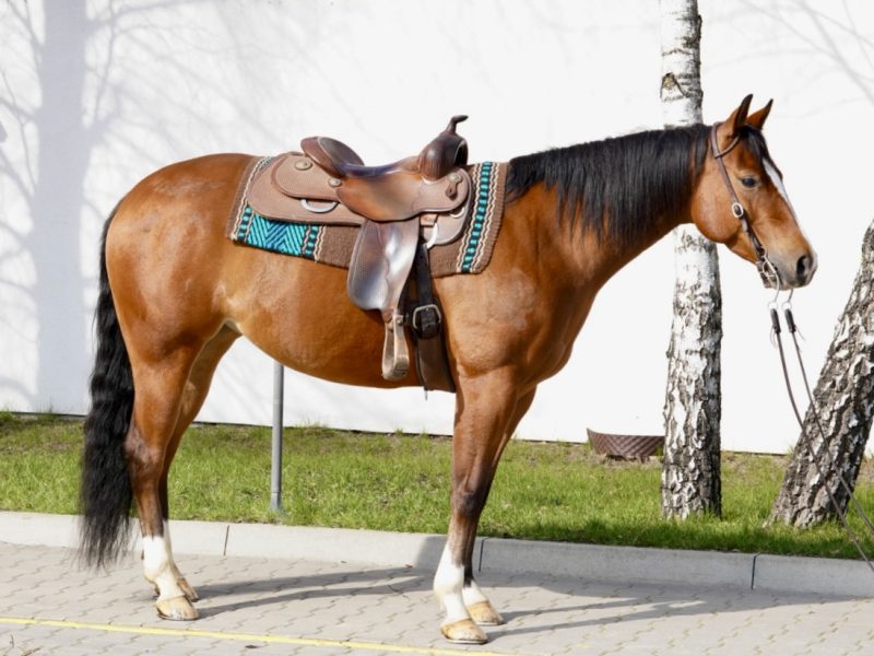 CSG JADORE FLY