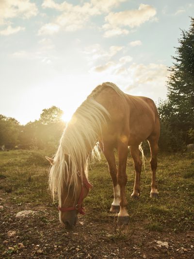 Stallion