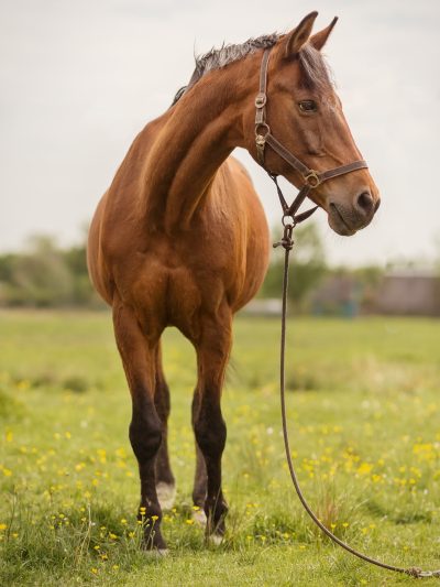 Gelding